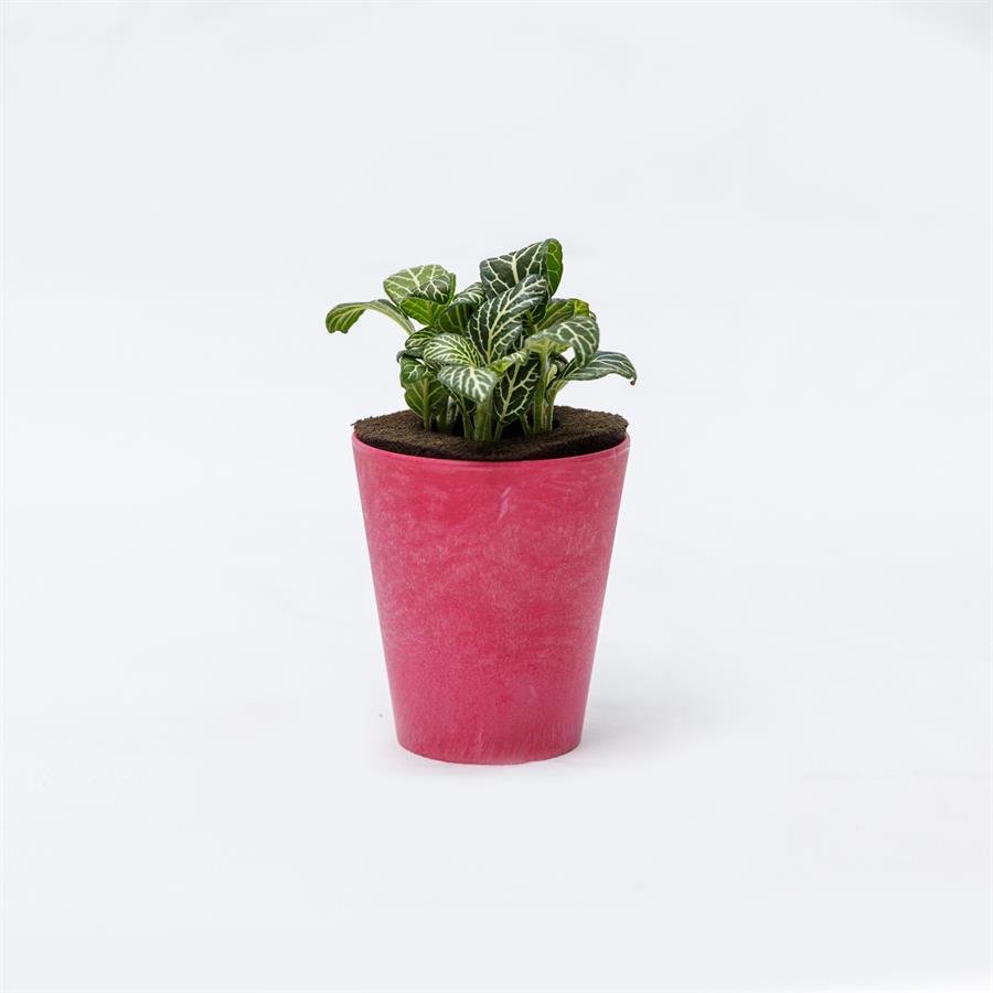 E. GIM Pot w Plants - Pink