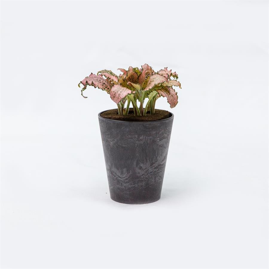 E. GIM Pot w Plants - Black