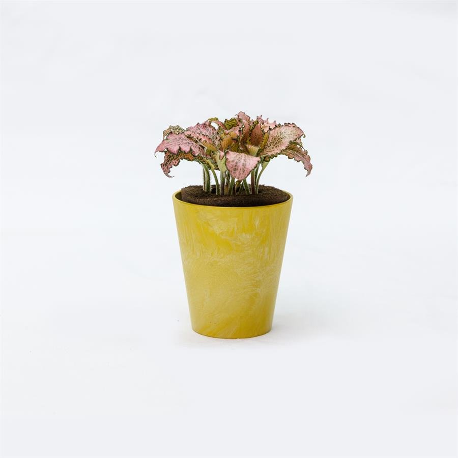 E. GIM Pot w Plants - Yellow