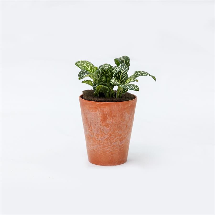 E. GIM Pot w Plants - Orange