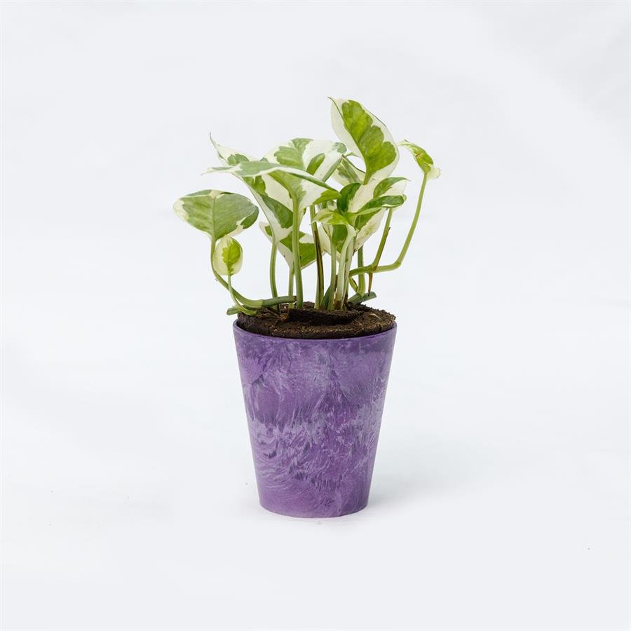 E. GIM Pot w Plants - Purple