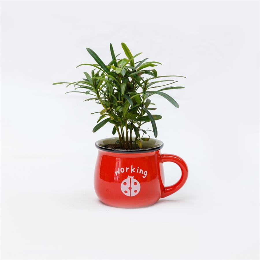 E. Cup Pot w Plants - Red
