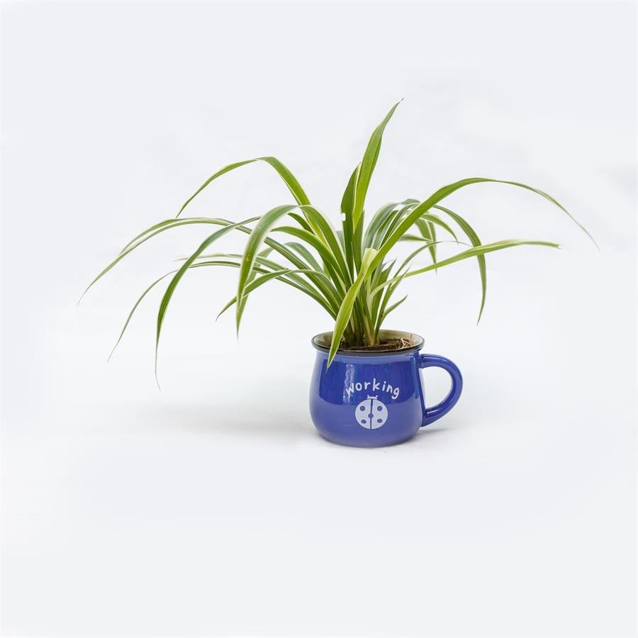 E. Cup Pot w Plants - Dark Blue