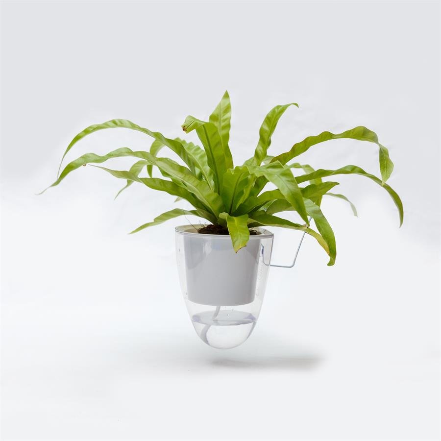 C. Easy Pot w Bird Nest Fern - Hanging
