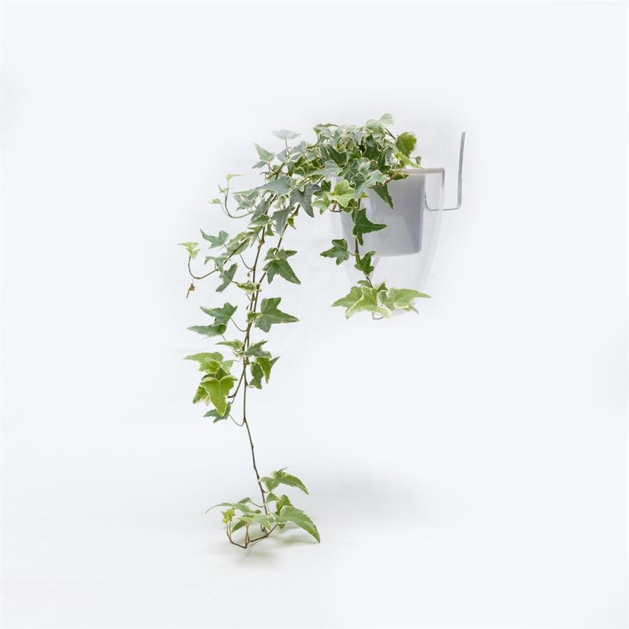 C. Easy Pot w Bird Nest Fern - Hanging