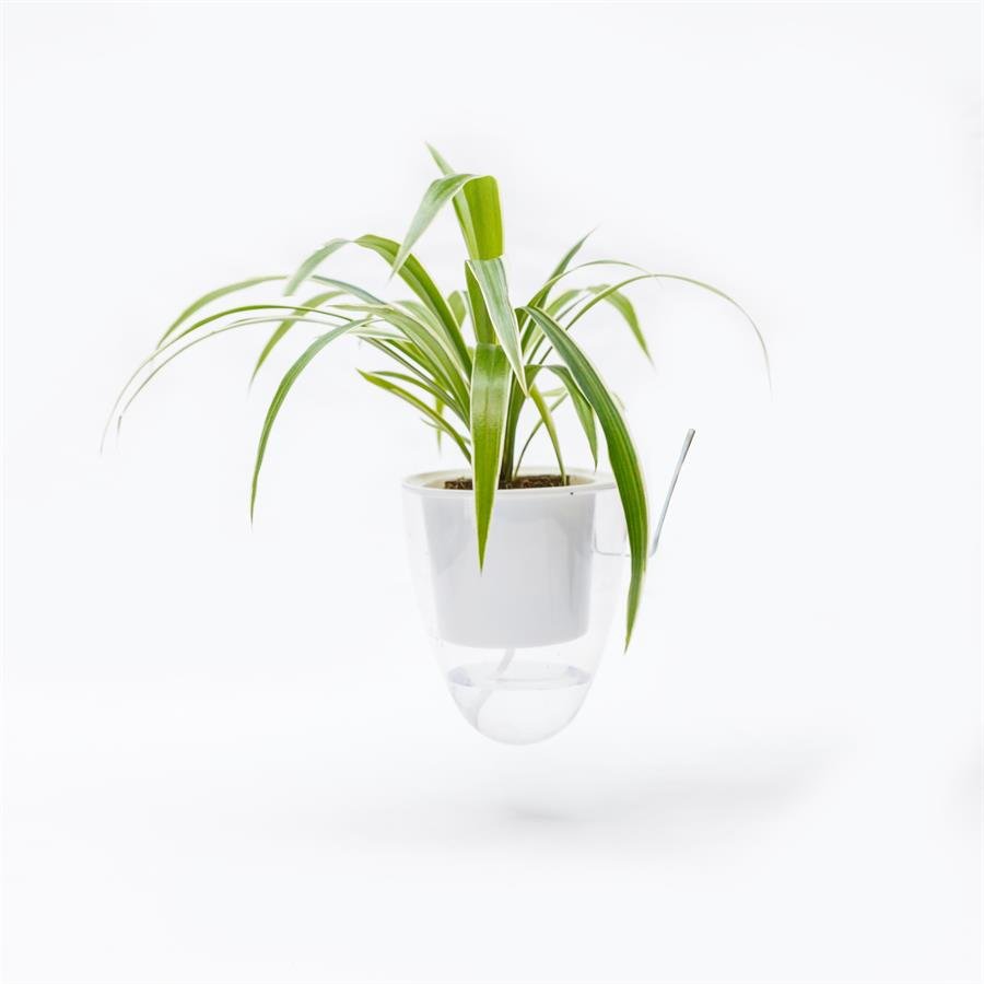 C. Easy Pot w Bird Nest Fern - Hanging