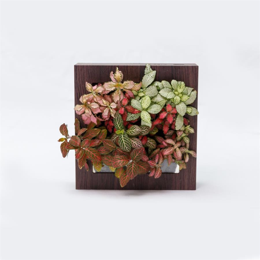 B. Midorie Square Frame w Plants - Dark Wood
