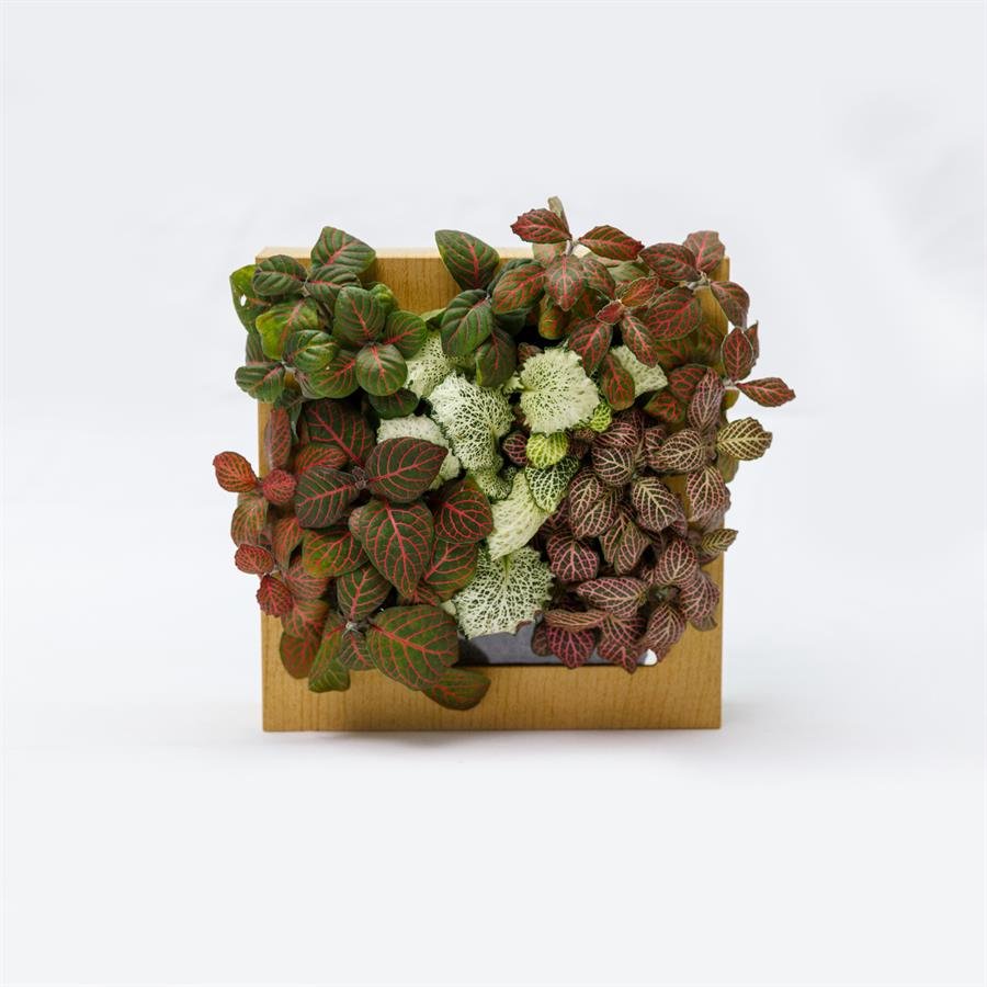 B. Midorie Square Frame w Plants - Light Wood