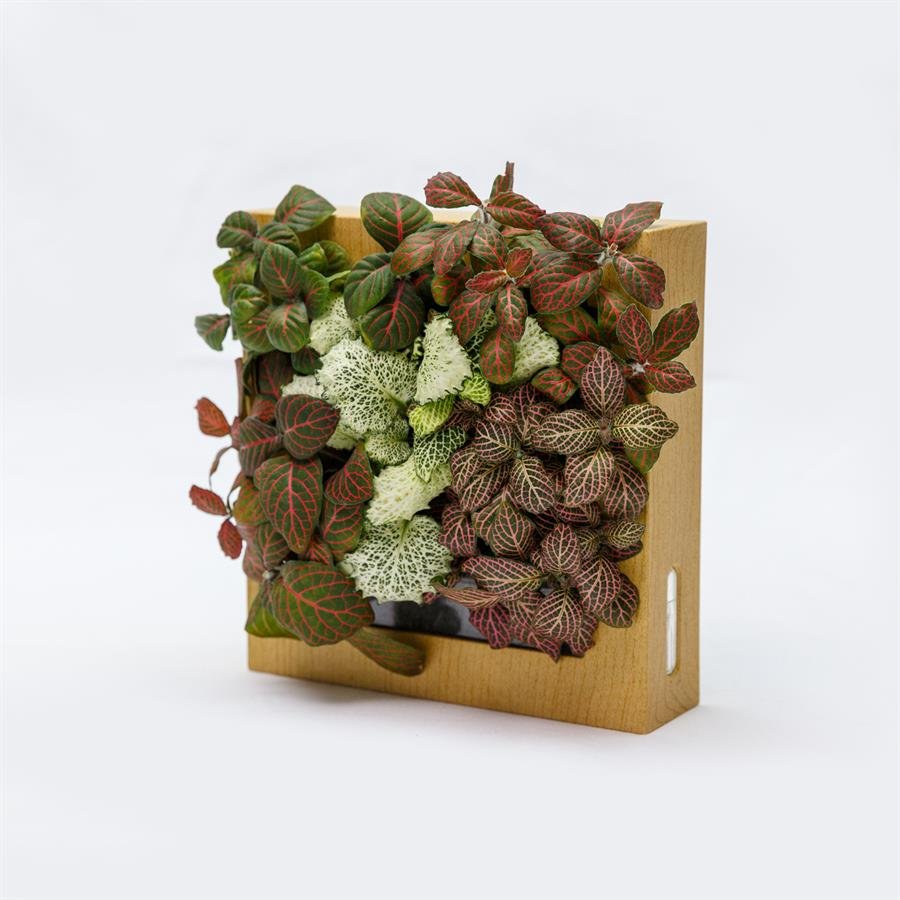 B. Midorie Square Frame w Plants - Light Wood