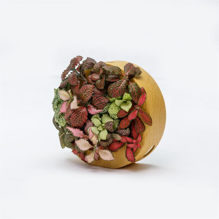 B. Midorie Round Frame w Plants - Light Wood