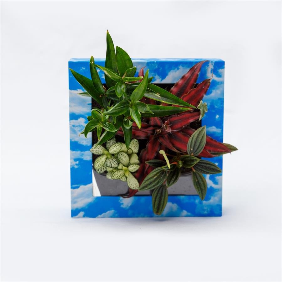 B. Midorie Square Frame w Plants - Sky Blue