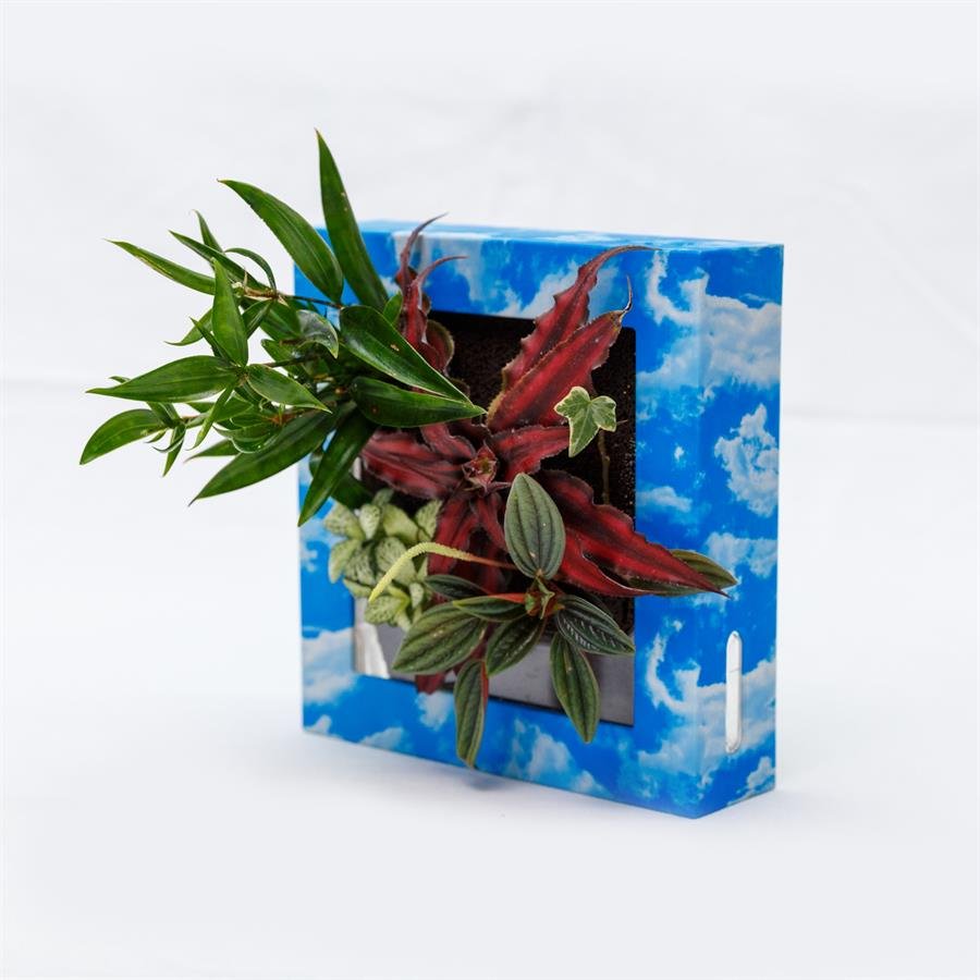 B. Midorie Square Frame w Plants - Sky Blue