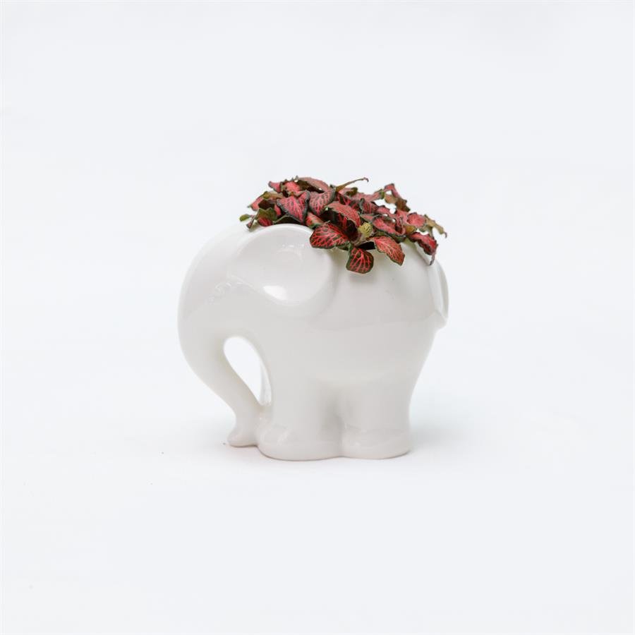 D. Elephant Pot w Plants