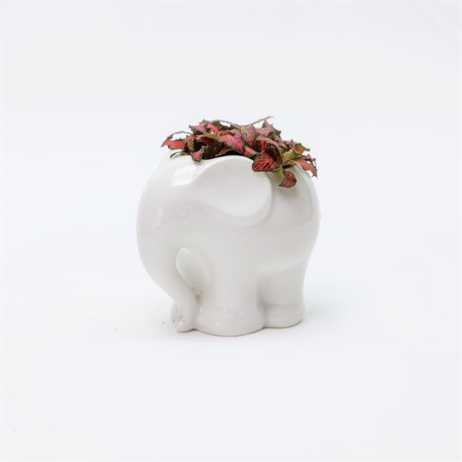 D. Elephant Pot w Plants