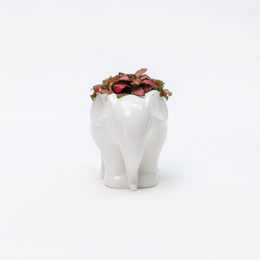 D. Elephant Pot w Plants