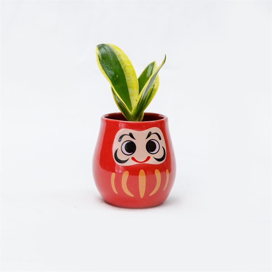 D. Big Eye w Plants