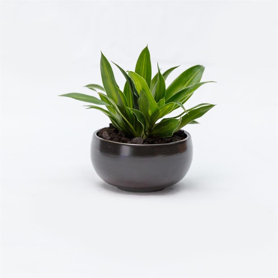 D. Black Pot w Plants