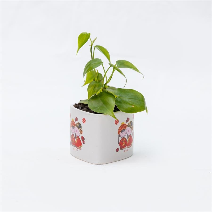 D. Wedding Pot w Plants