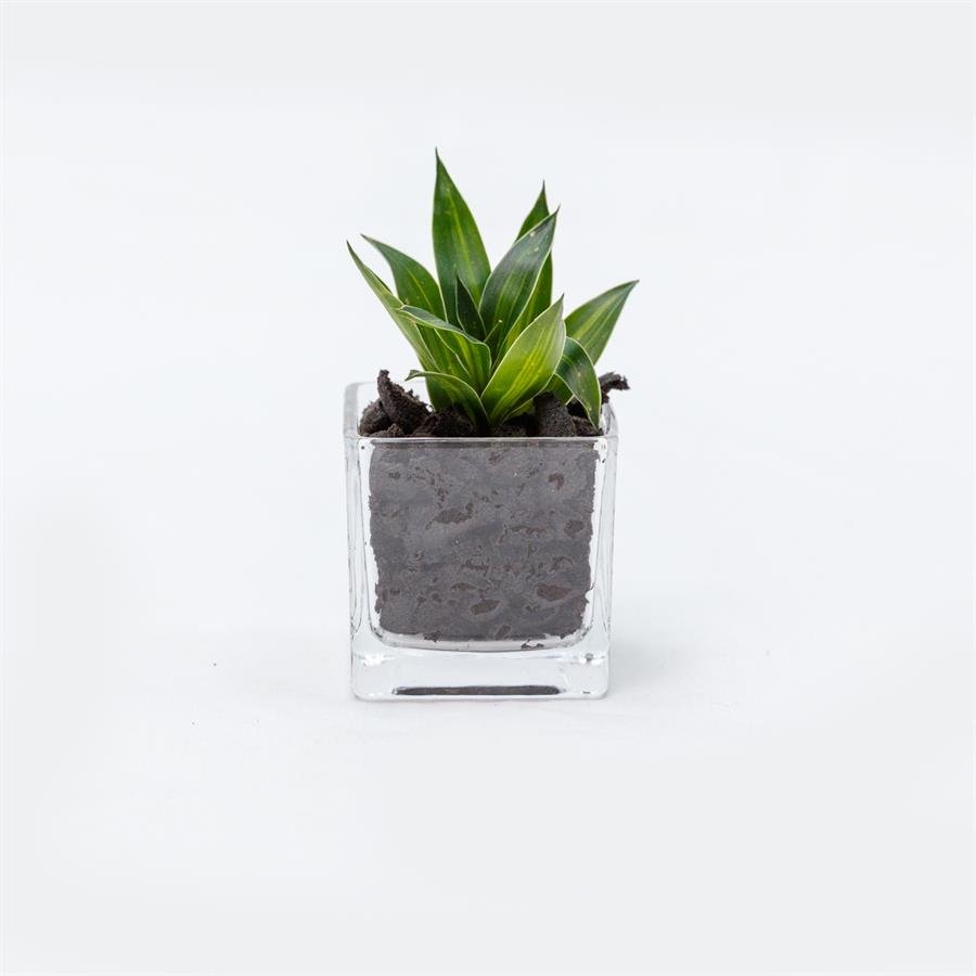 D. Small Square Glass Pot w Plants