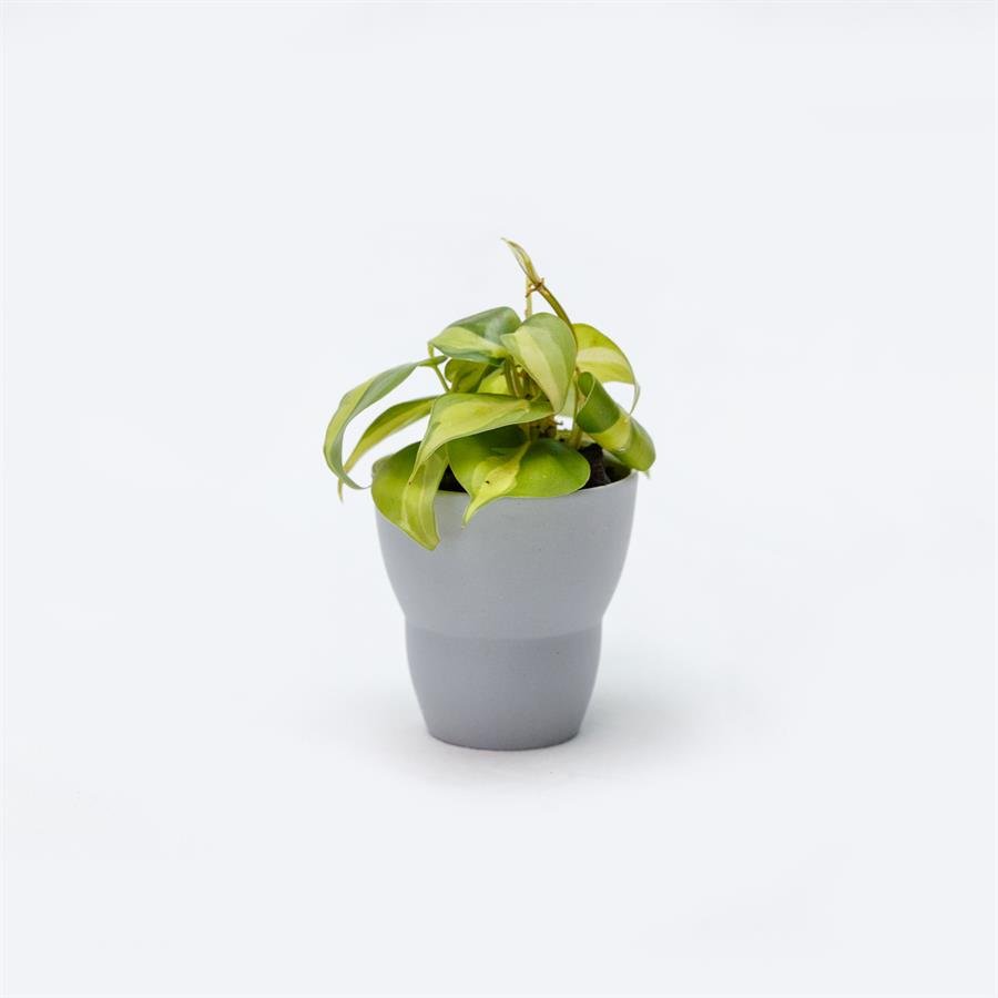 D. Grey Porcelain Pot w Plants