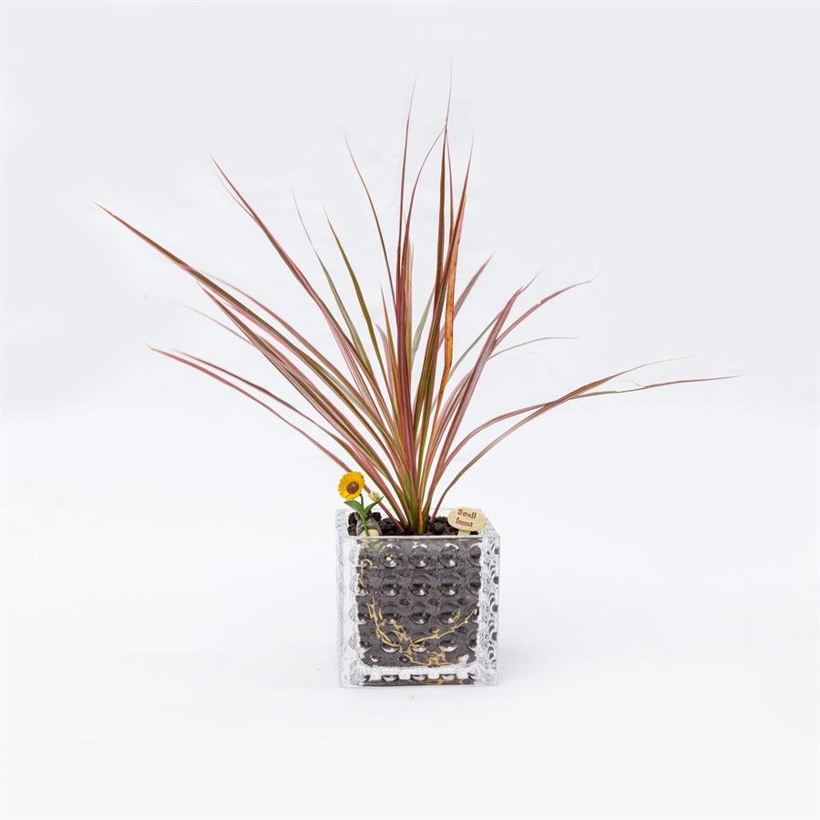 D. Small Square Glass Pot w Plants