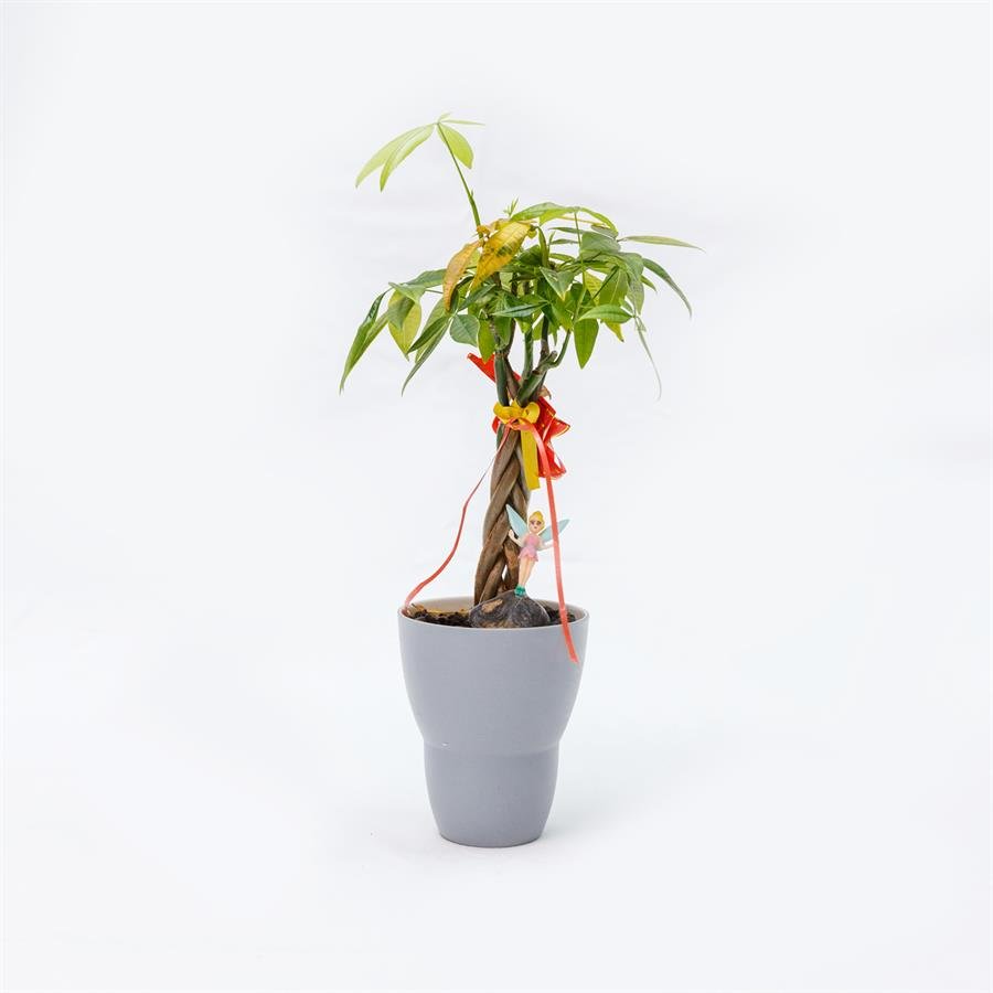 E. Grey Porcelain Pot w Plants