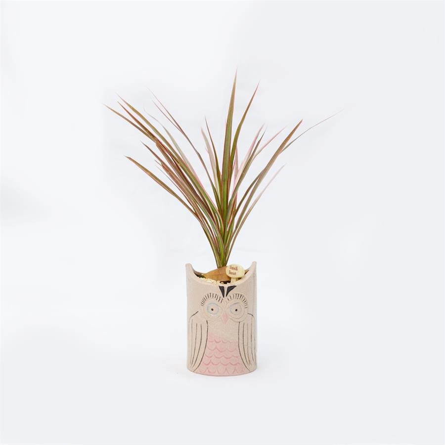 E. Owls Pot w Plants