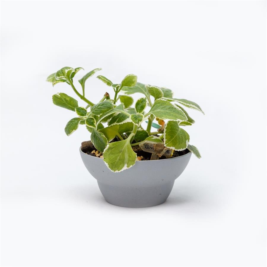 D. Grey Porcelain Pot w Plants
