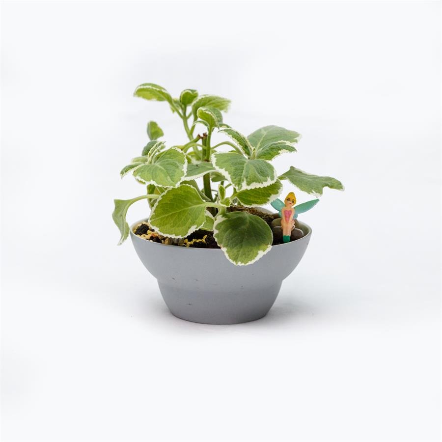 D. Grey Porcelain Pot w Plants