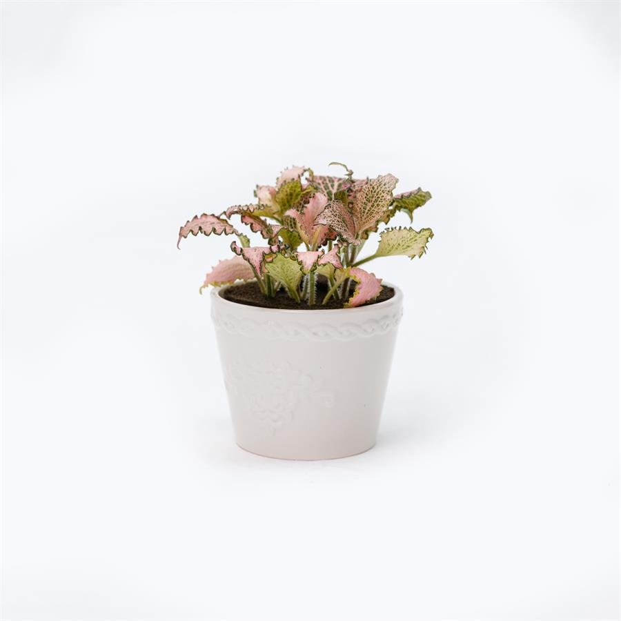 E. White Pot w Plants