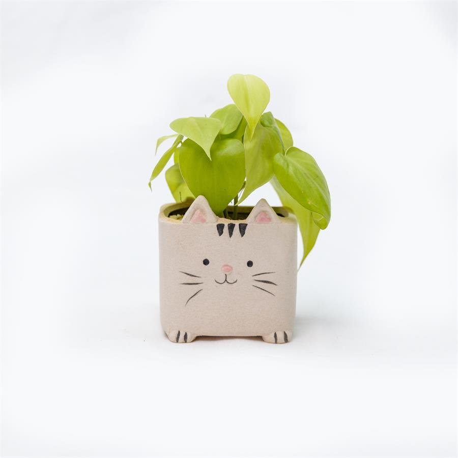 E. Cat Pot w Plants