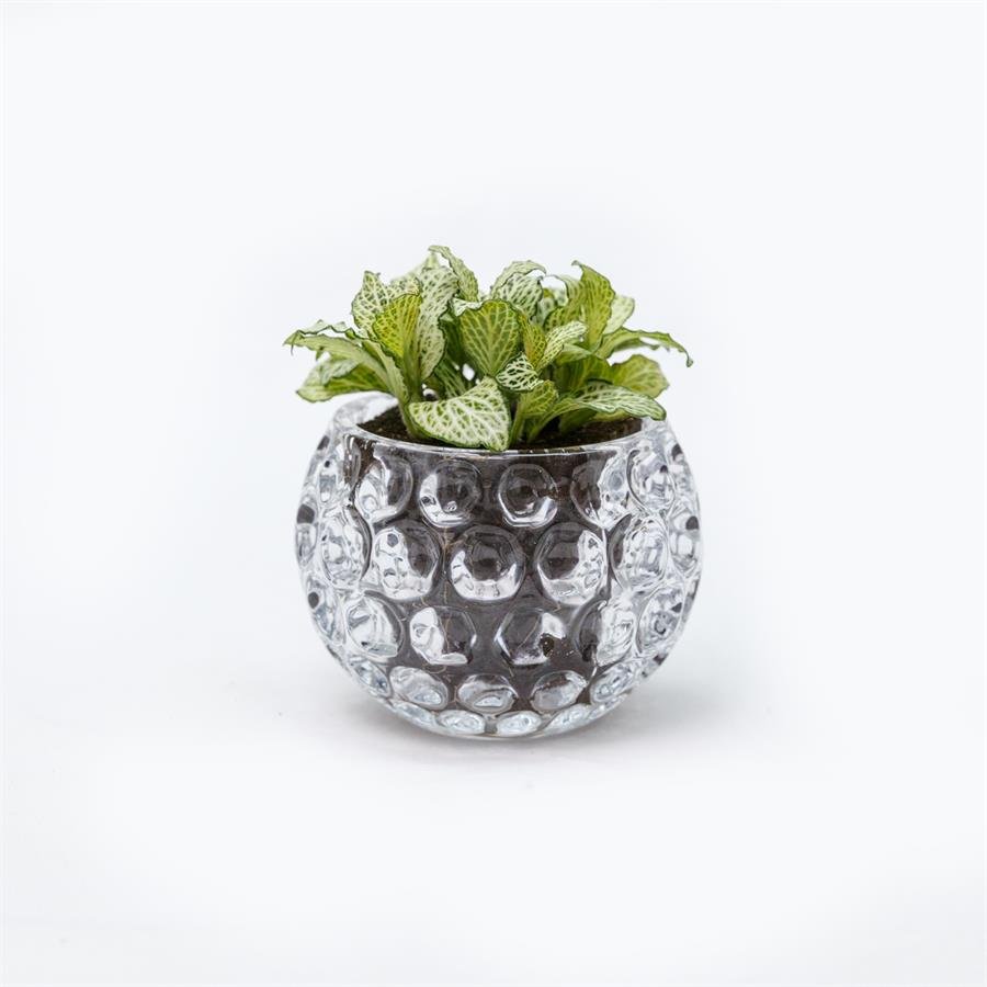 E. Crystal Round Glass Pot w Plants