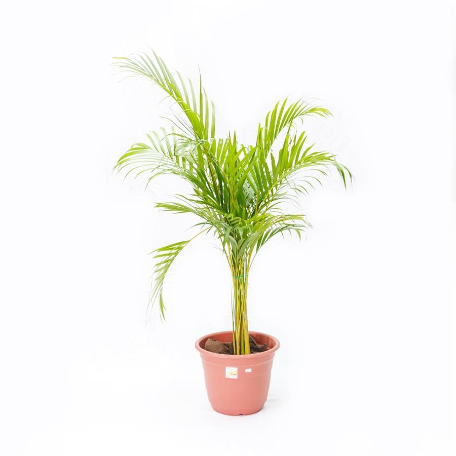 F. Big Tall Pot w Plants
