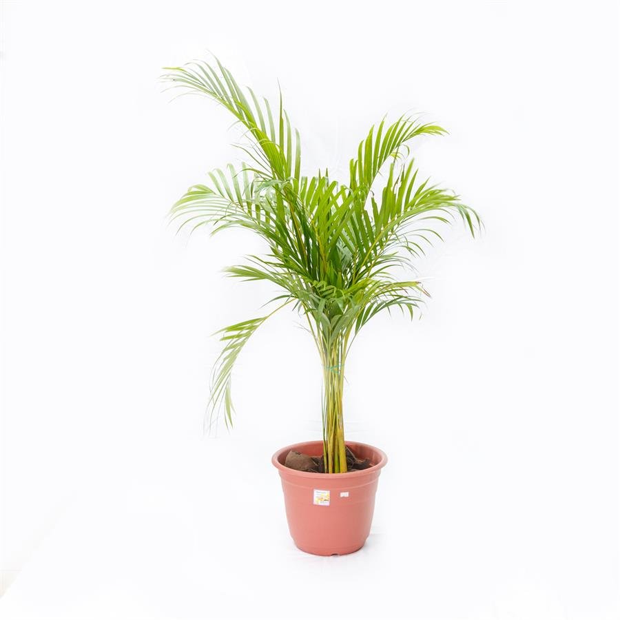 F. Big Tall Pot w Plants