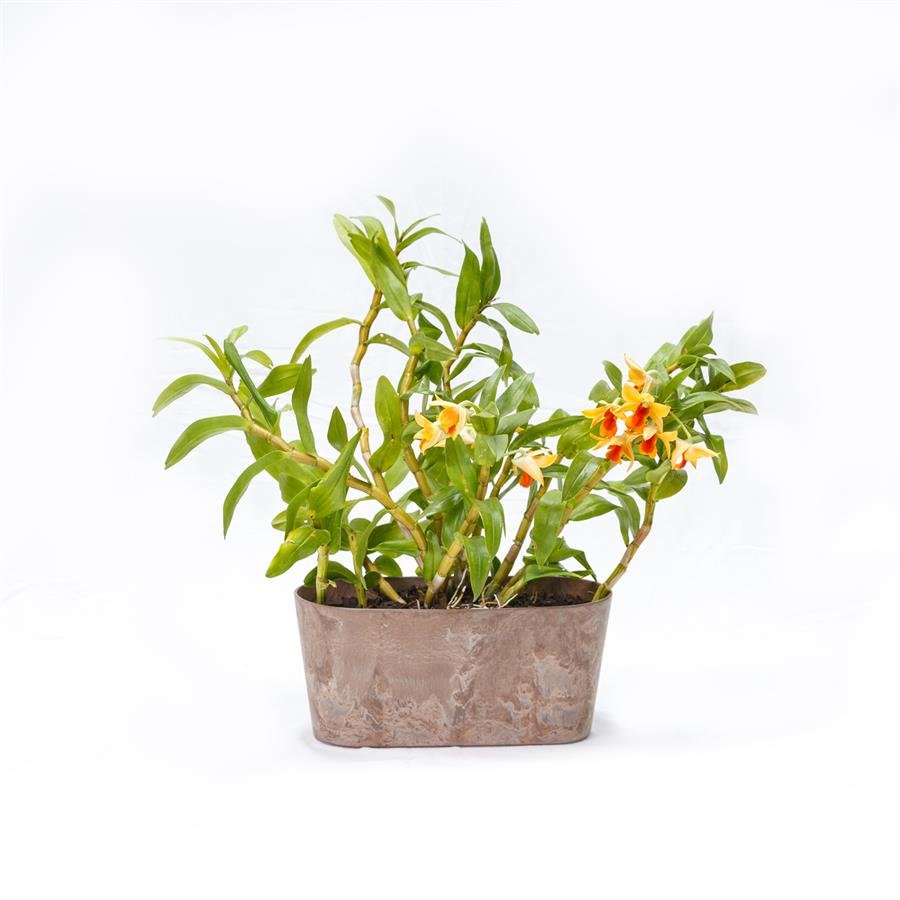 F. GIM Big Round Rectangular Pot w Plants - Brown
