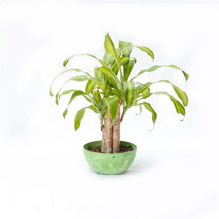 F. GIM Big Round Pot w Plants - Green