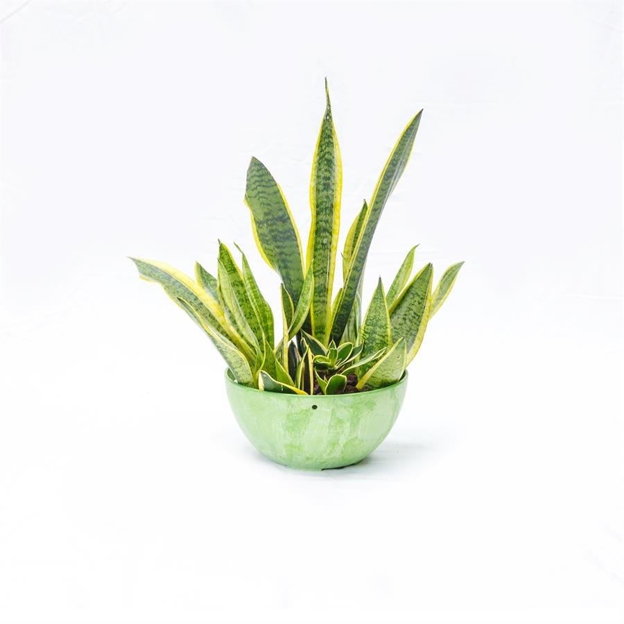 F. GIM Big Round Pot w Plants - Green