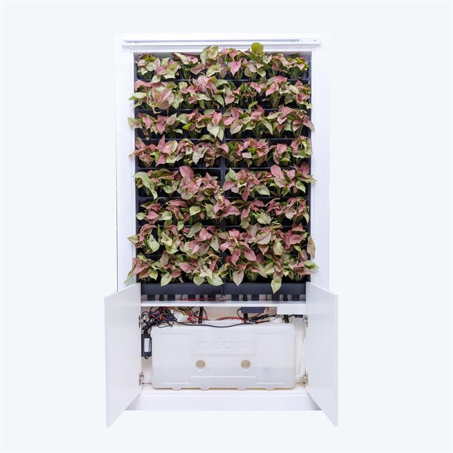 F. Indoor Natural Purifier With Pafcal Automatic Water System